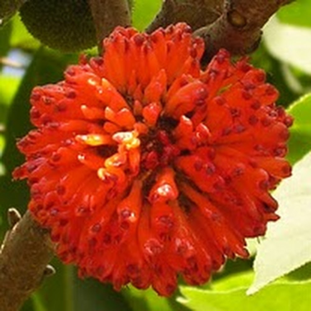 Meet your Posher, Neko-chan